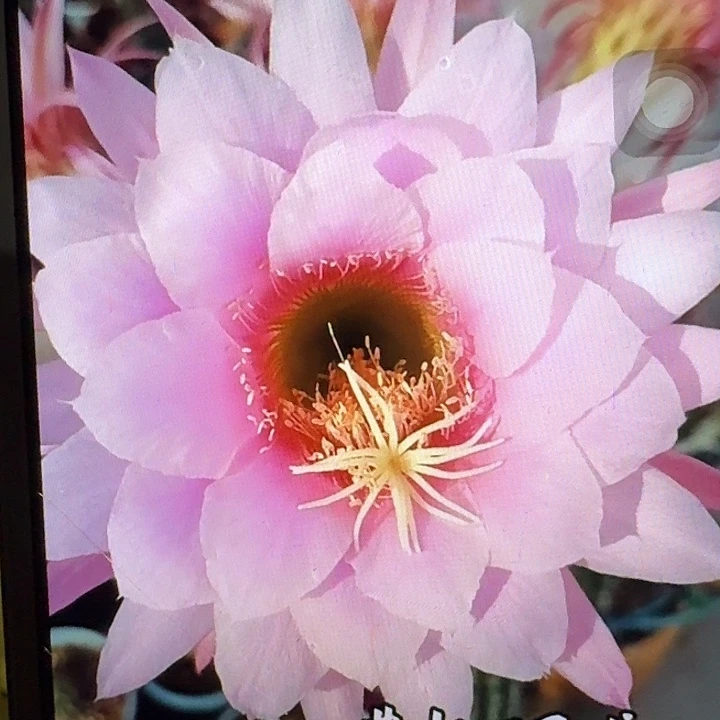 佛拉门戈带根高13公分毛花柱