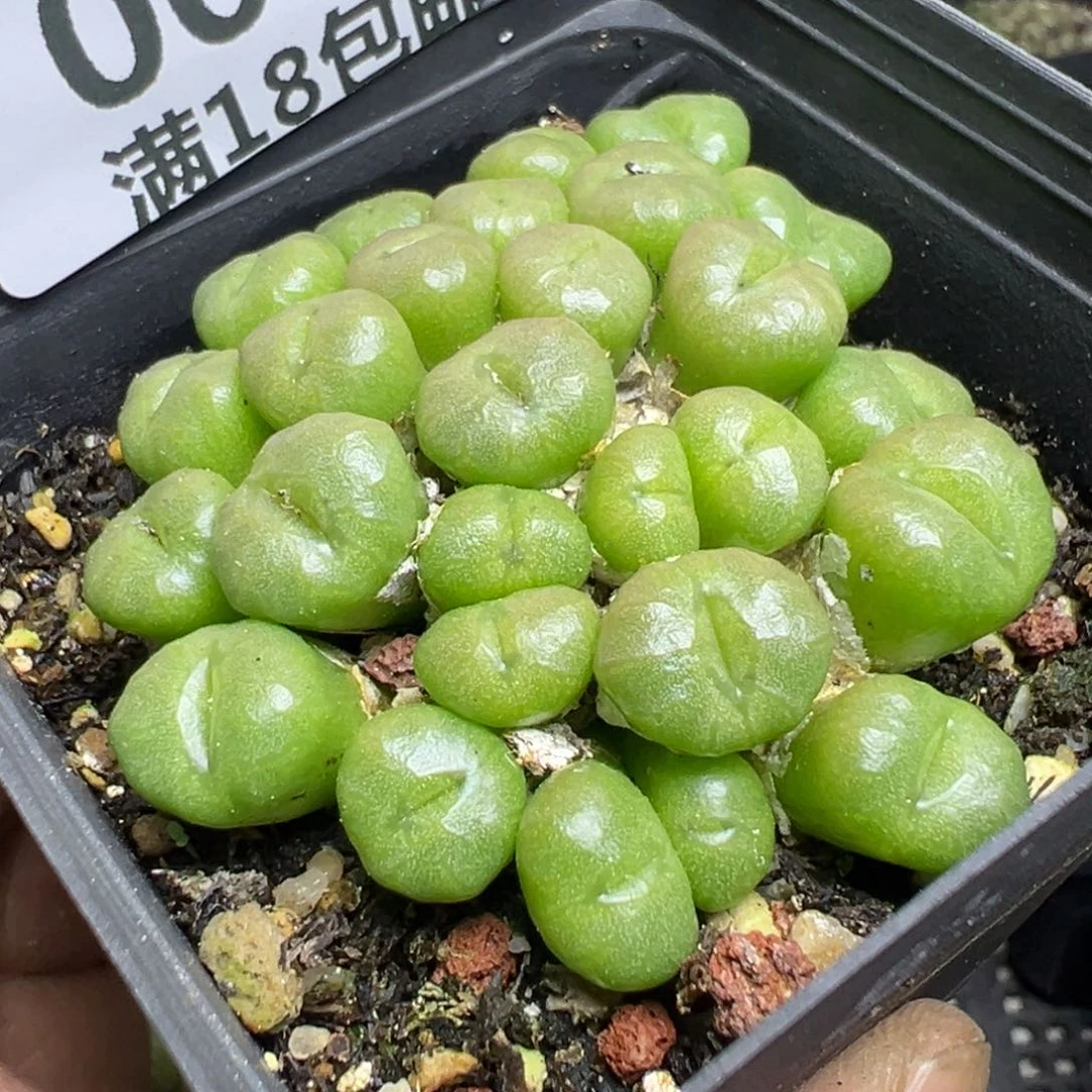 【闪购商品】 009。