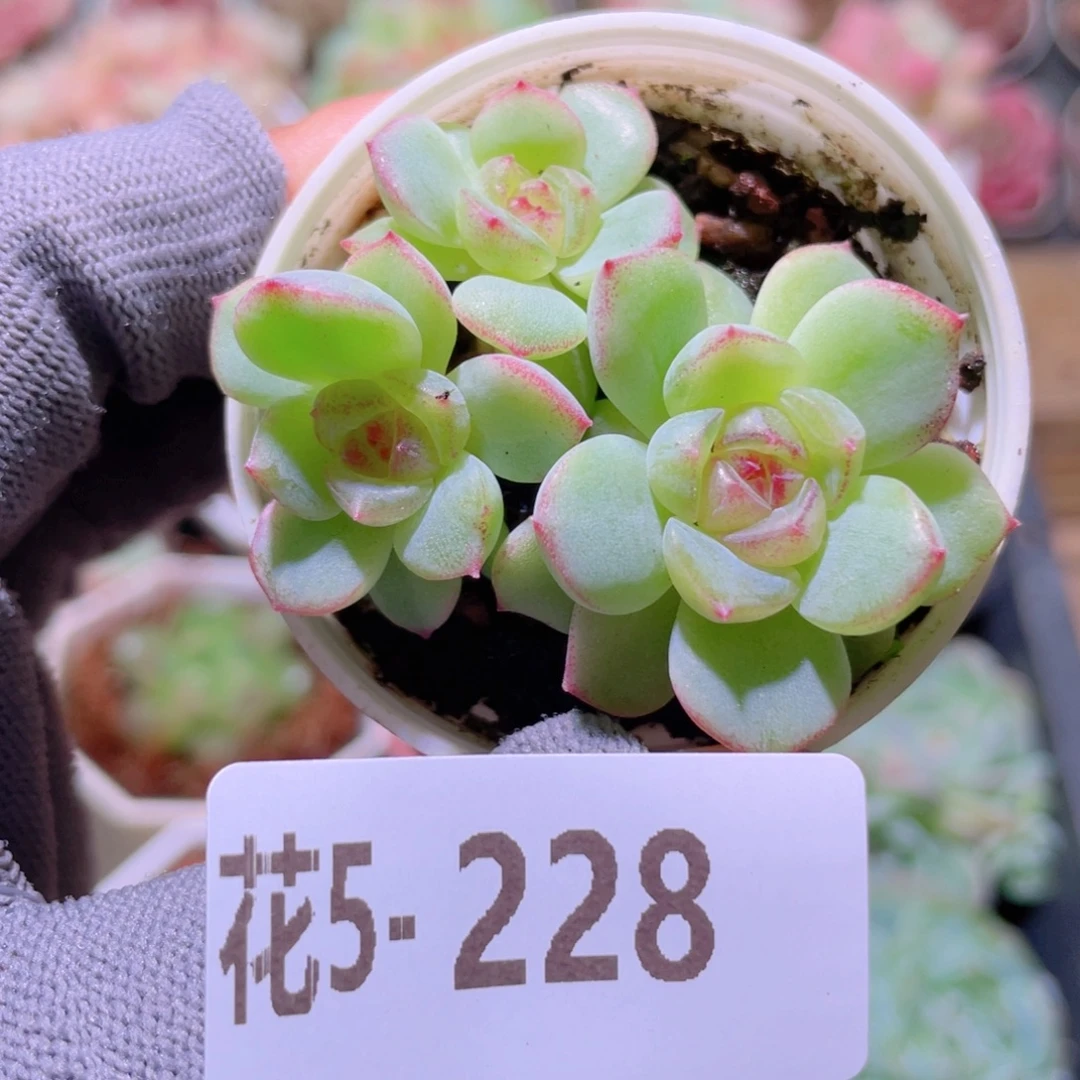 花利美 5-228新品珍妮