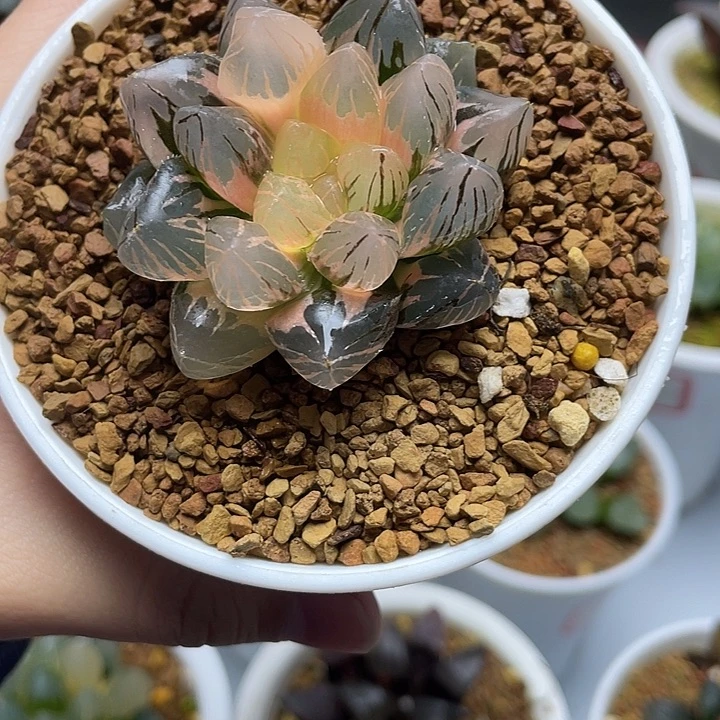 35  OM玉露锦十二卷多肉