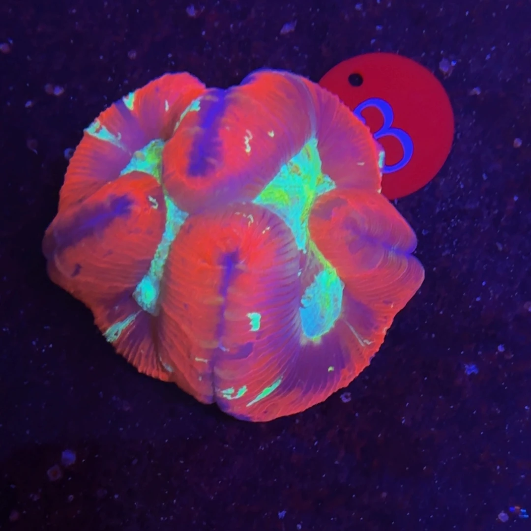 纽扣珊瑚万鱼来朝海水观赏