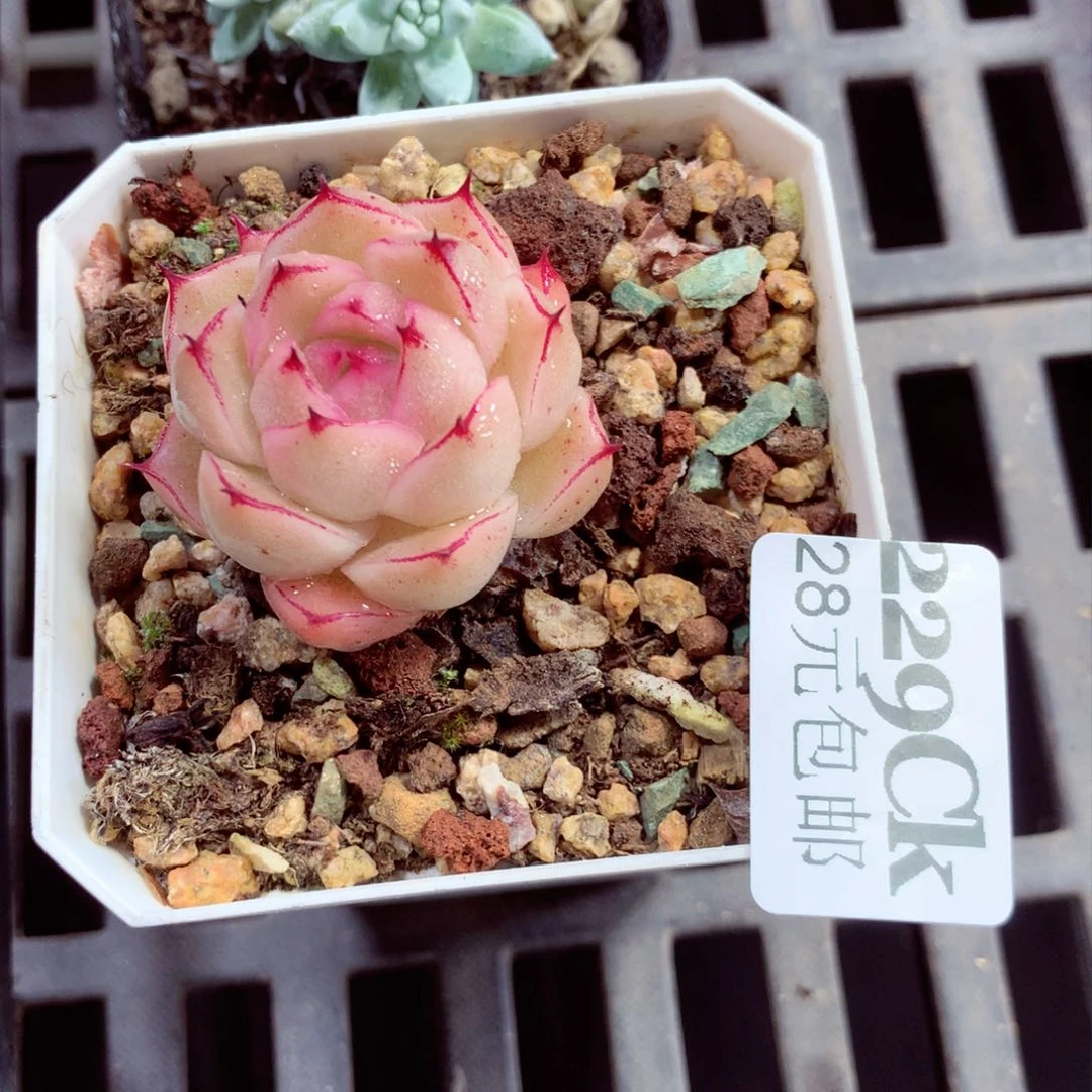 5厘米盆精控多肉229