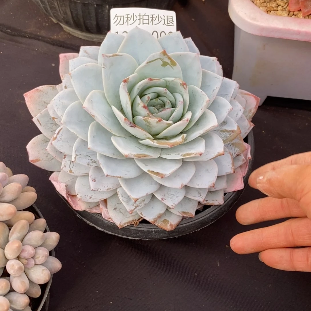 两单包邮1229-99白莲