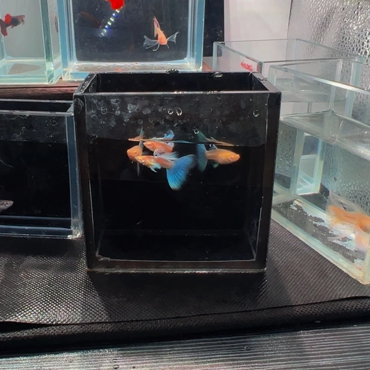 孔雀鱼蓝白飞船俩对
