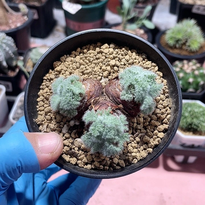 一***素524羽叶杨葵多头块根