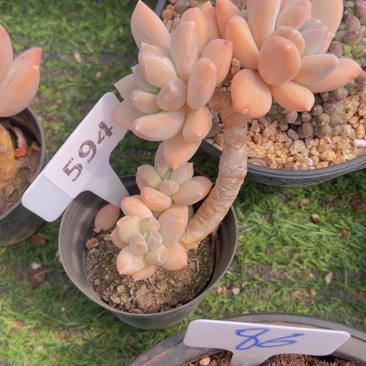 健健康康平平安安