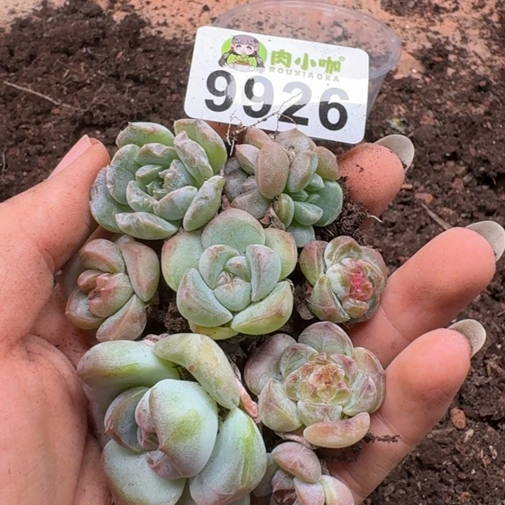 多肉植物多肉植物