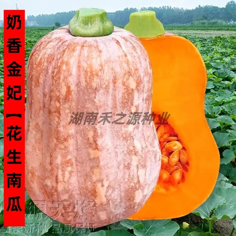 奶香金妃花生南瓜种子香甜糯高产香芋南瓜蔬菜种孑子四季春季播