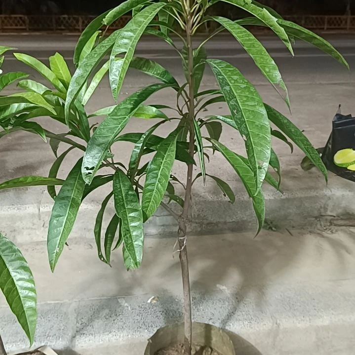小叶大金刚一物一拍原盆原土发货