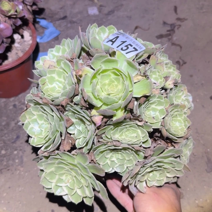 水蜜桃。不包断枝……多肉植物