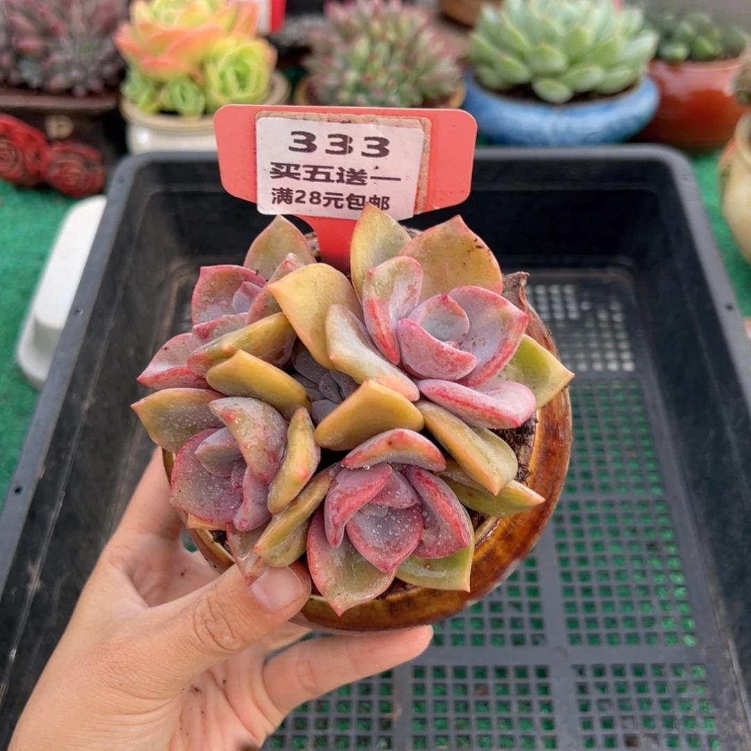 表妹精品多肉植物333.