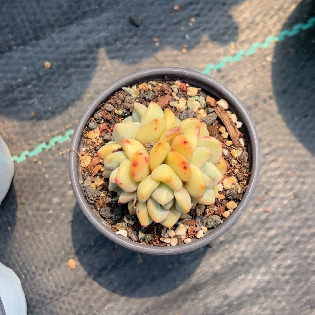 多肉植物多肉植物
