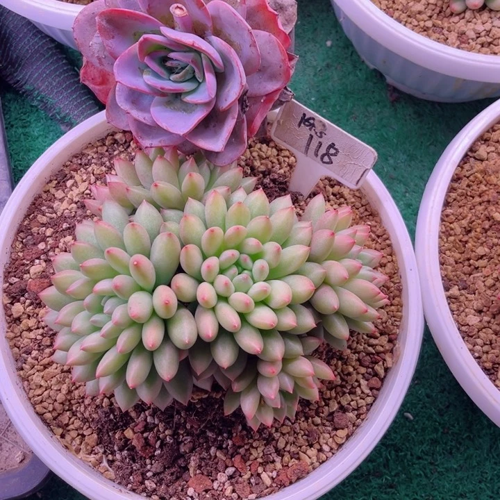 我是第一百个为妖刀应援滴打酱油