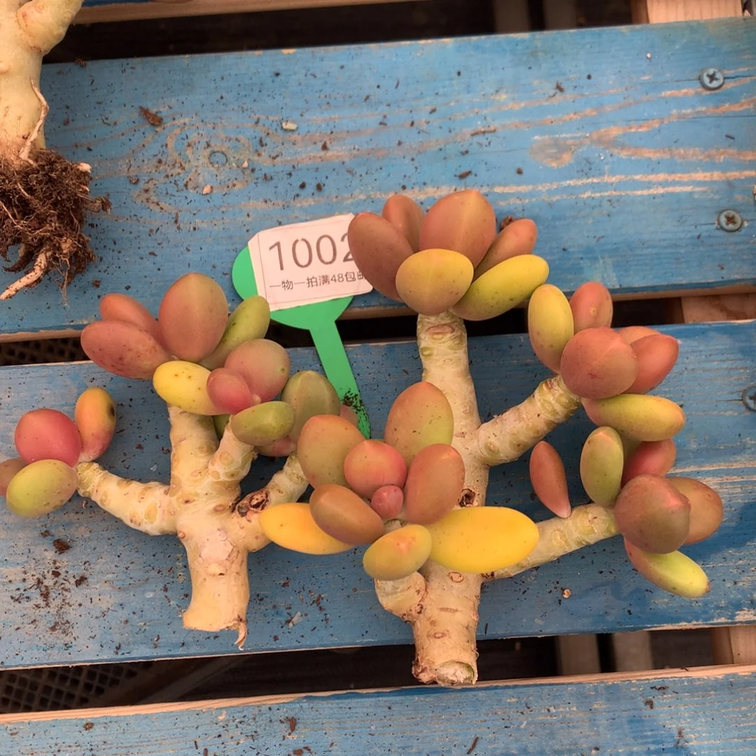 芒果奶老桩2颗微瑕疵1002