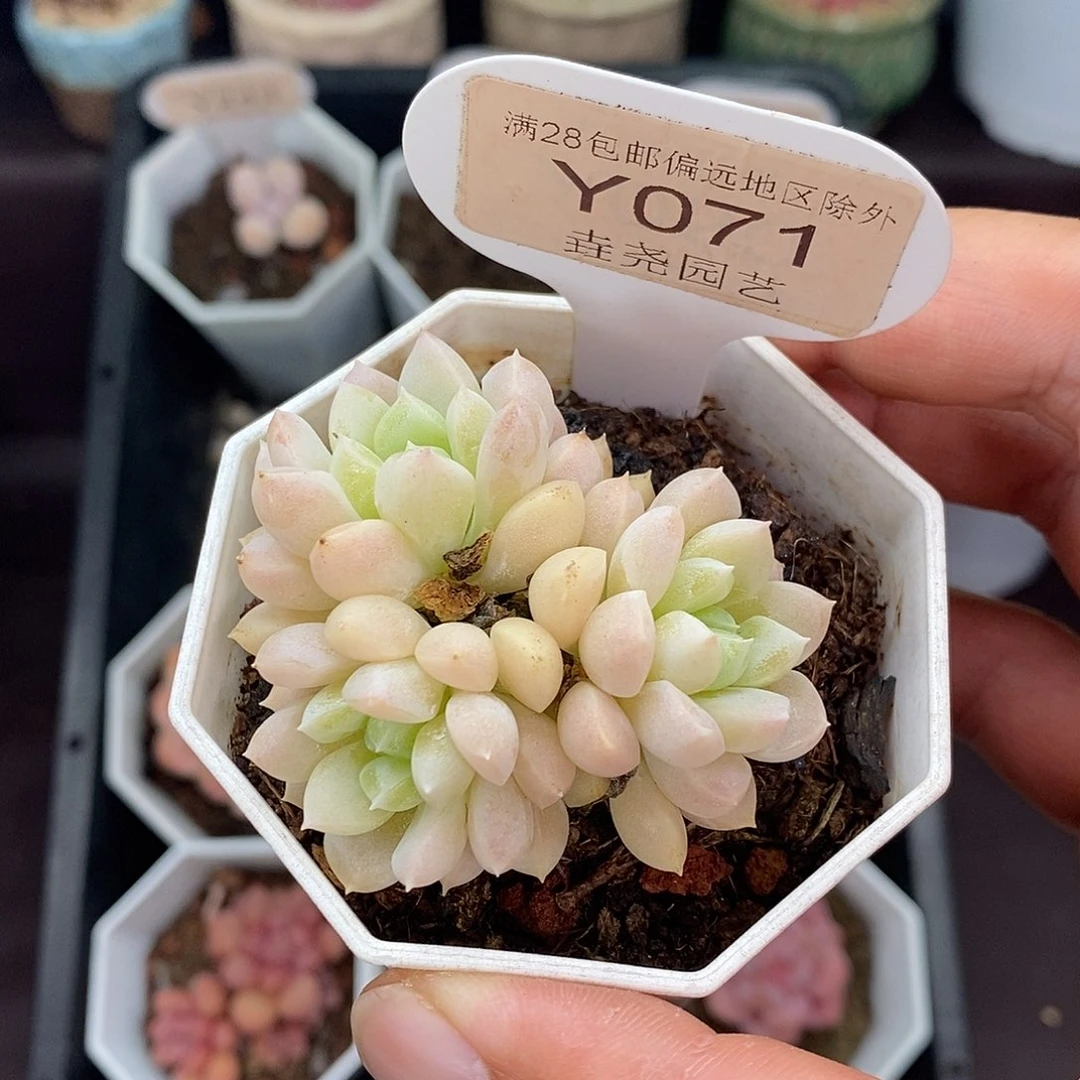0071 奶油美人 5cm