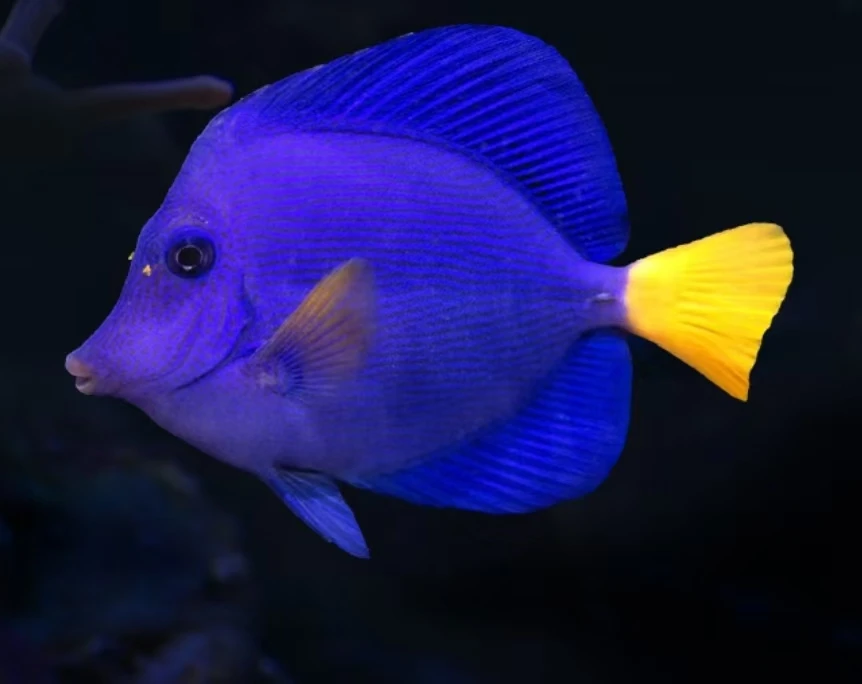 紫吊海水观赏鱼售后需开箱视频免包装费