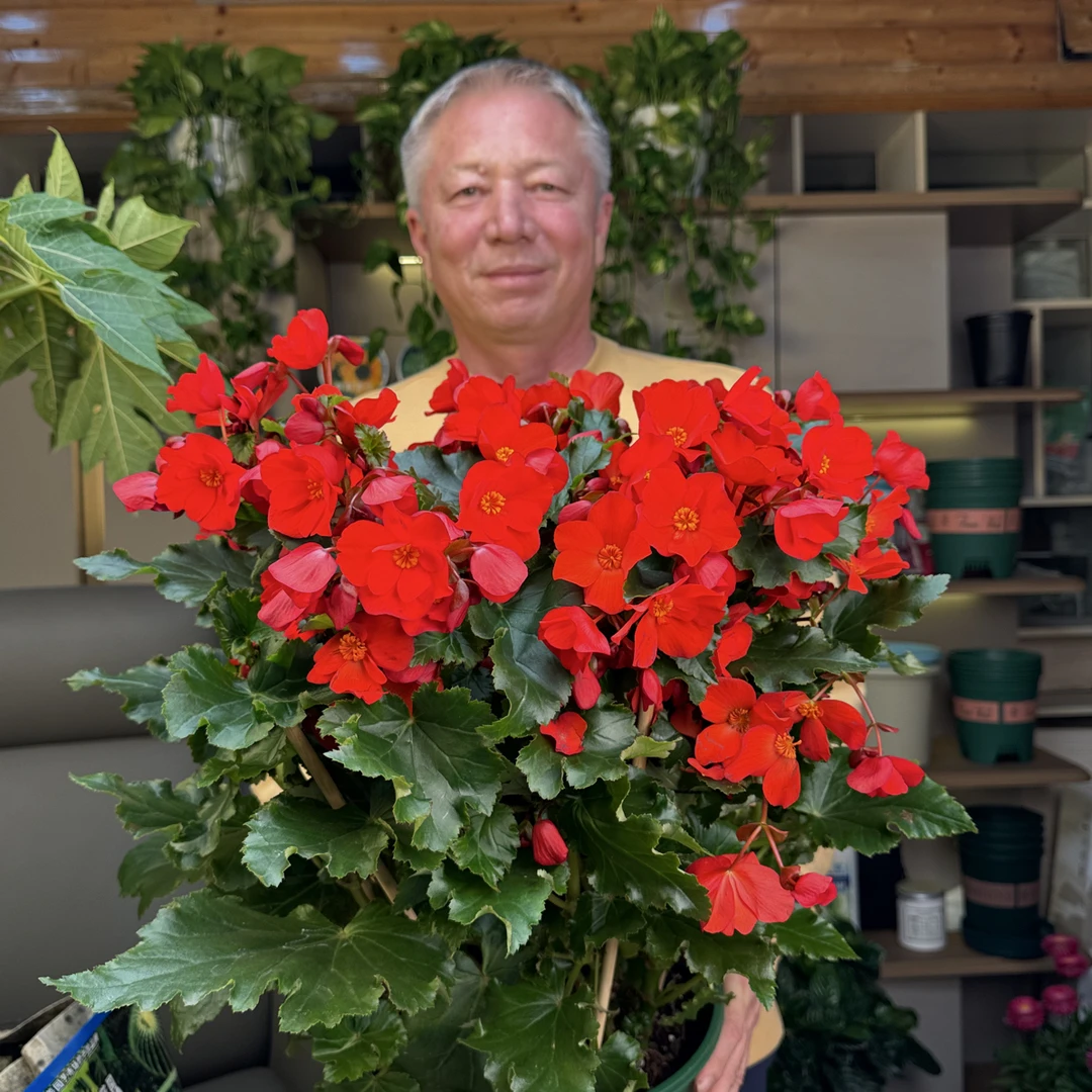 秋根海棠花绿植进口种子10خەيتاڭئىمپورت10دانچەئۇرۇقى