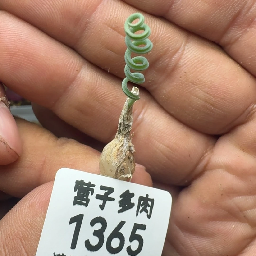 福利。