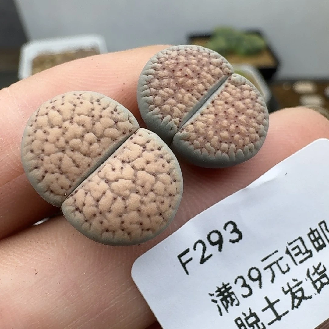 293多肉哈哈哈哈哈哈给哈