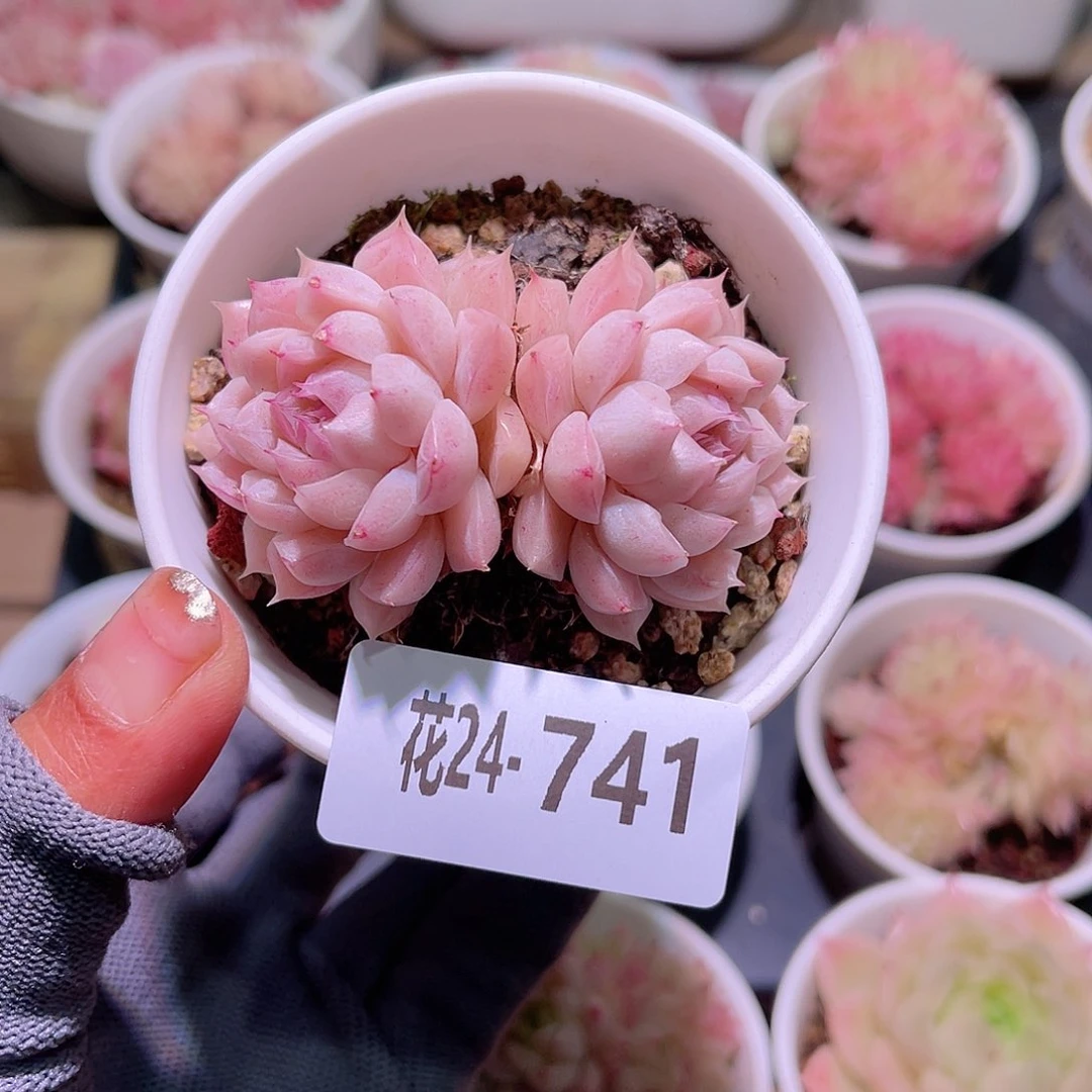花24-741女王双头