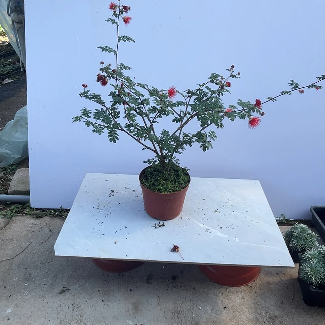 胖***冬当前无花栽培后可以开花