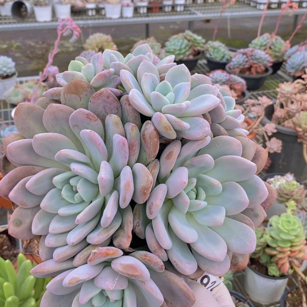 8924奥普琳娜一物一拍