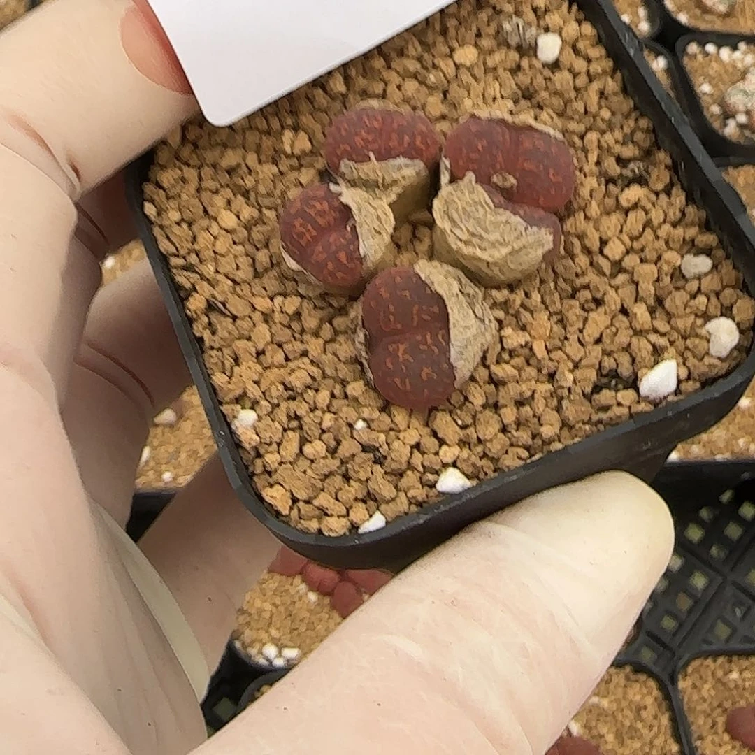 毛****多肉多肉多肉7-115