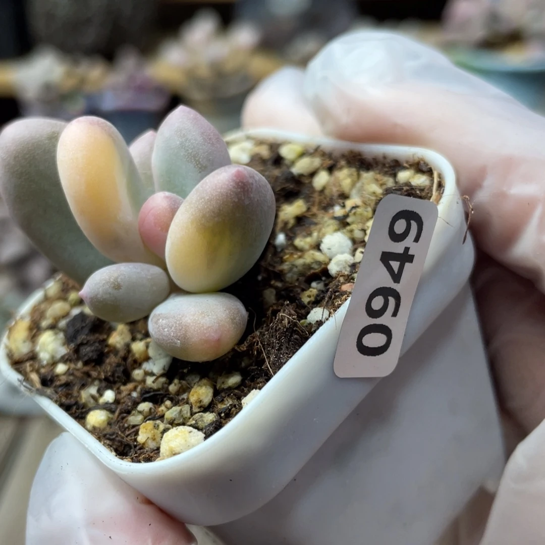 奶酪奶酪锦多肉植物