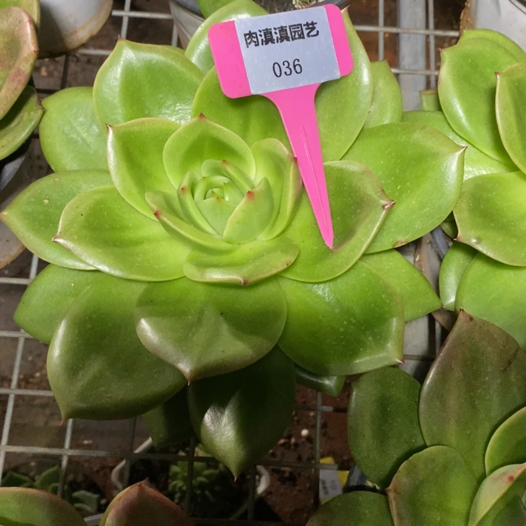 x036-多肉植物 狮子王