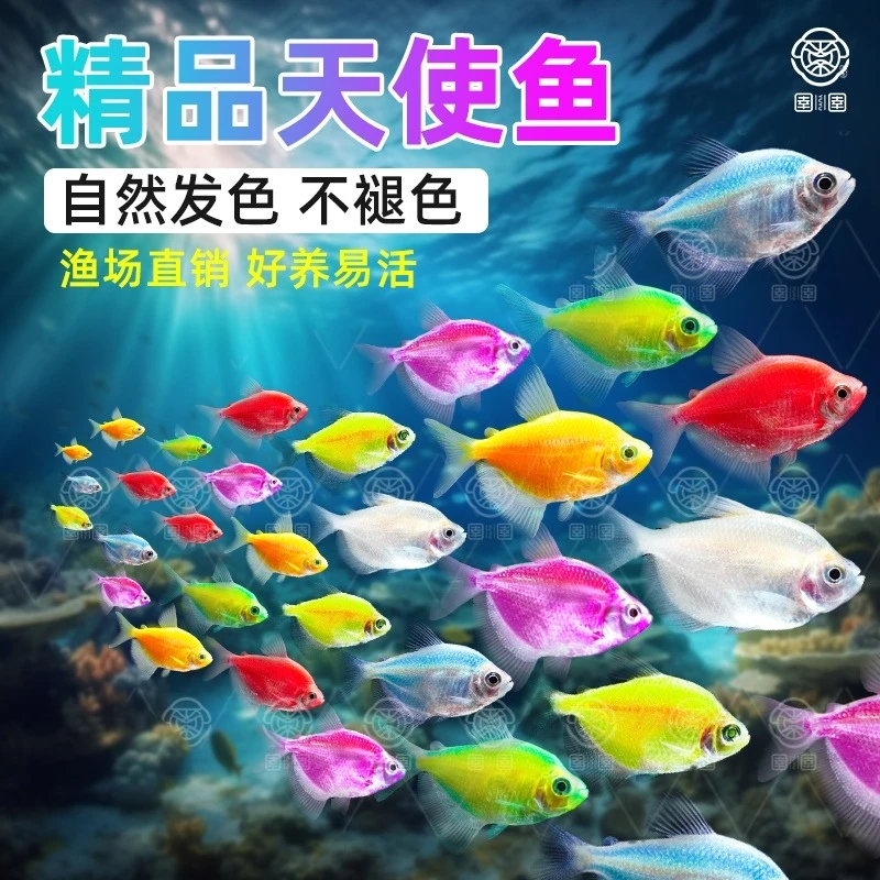 小天使鱼观赏鱼活鱼大号群游活体斑马孔雀热带鱼小型淡水好养耐活