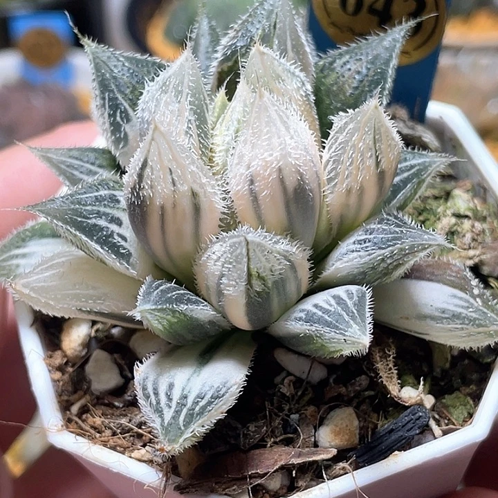 小***柒643糊斑绘卷锦特选福利