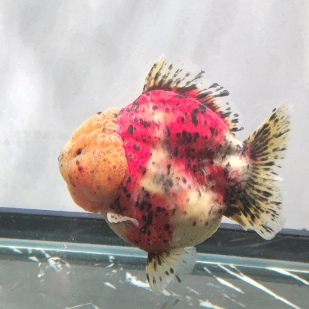 短尾将军原泰F1顺丰包邮（拍完整开箱视频售后）