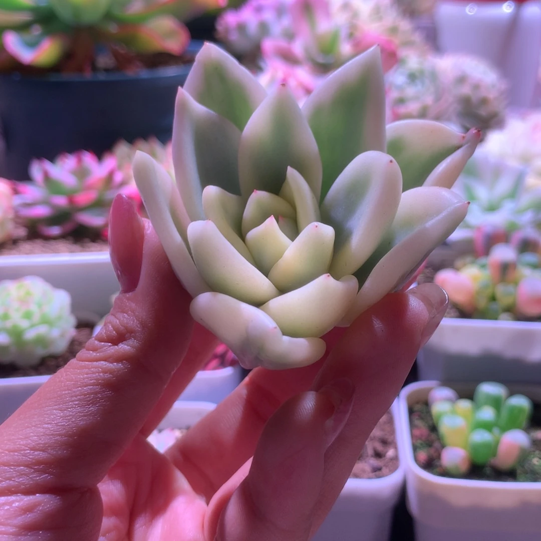 陆***熠奶油鳄梨覆轮锦砍头有根