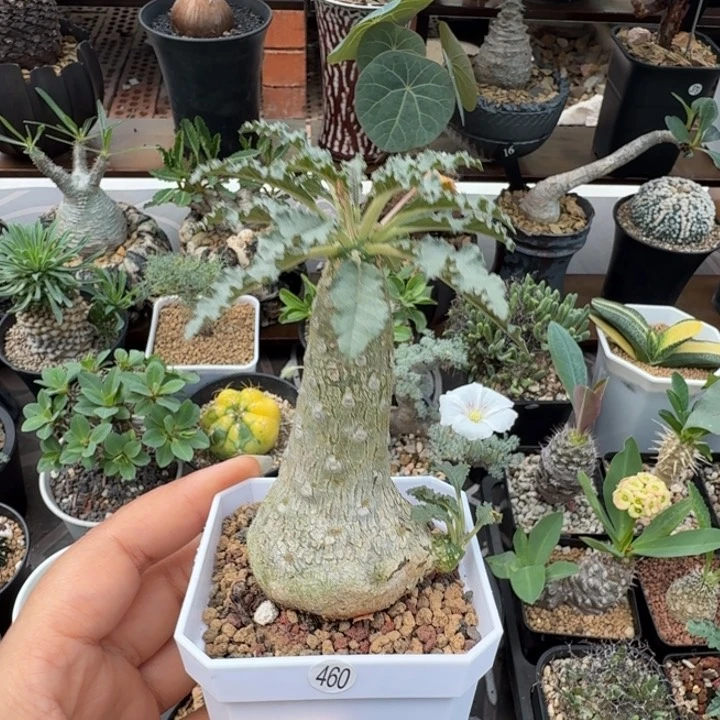 盘花琉桑460 仙人球