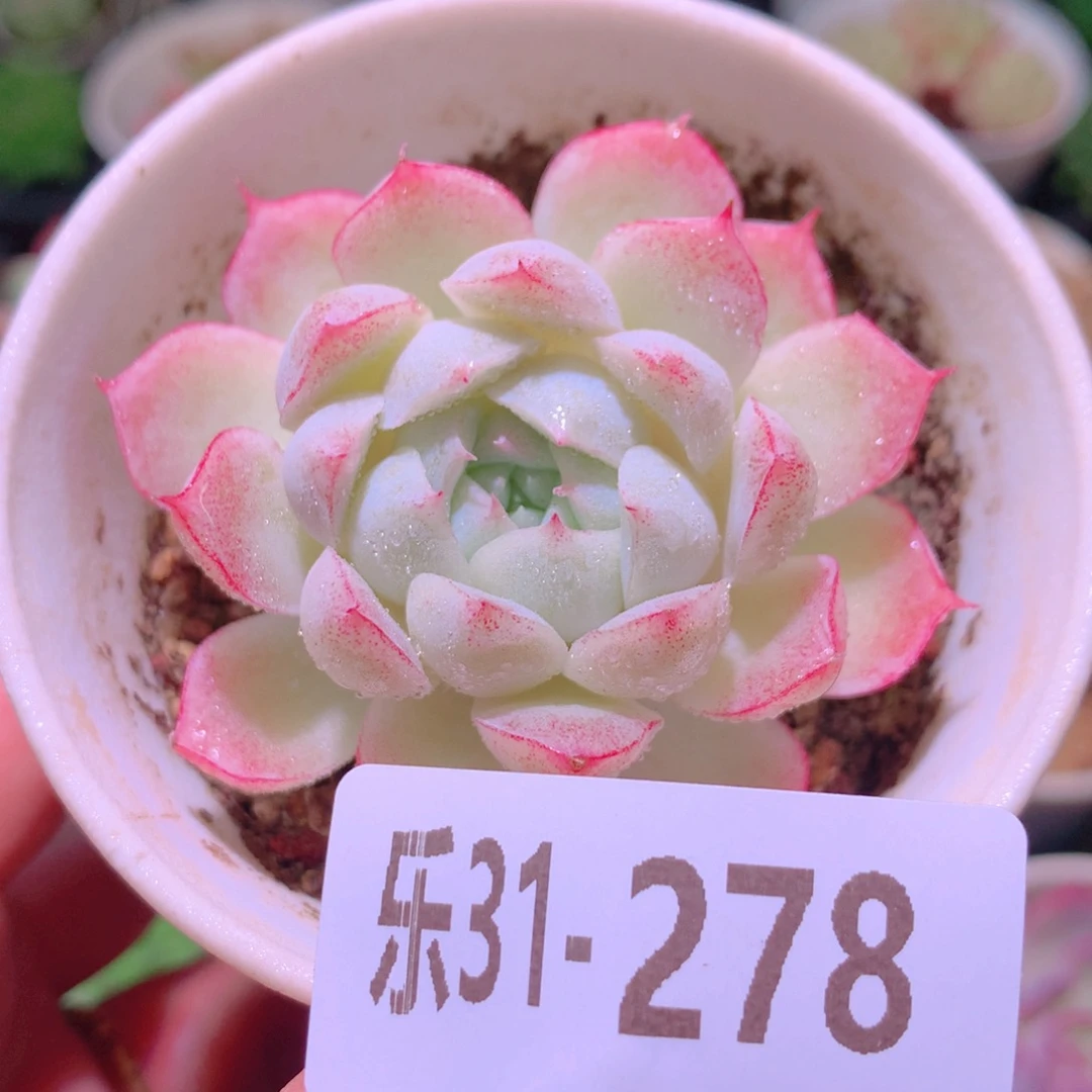 乐然31-278 女王玫瑰