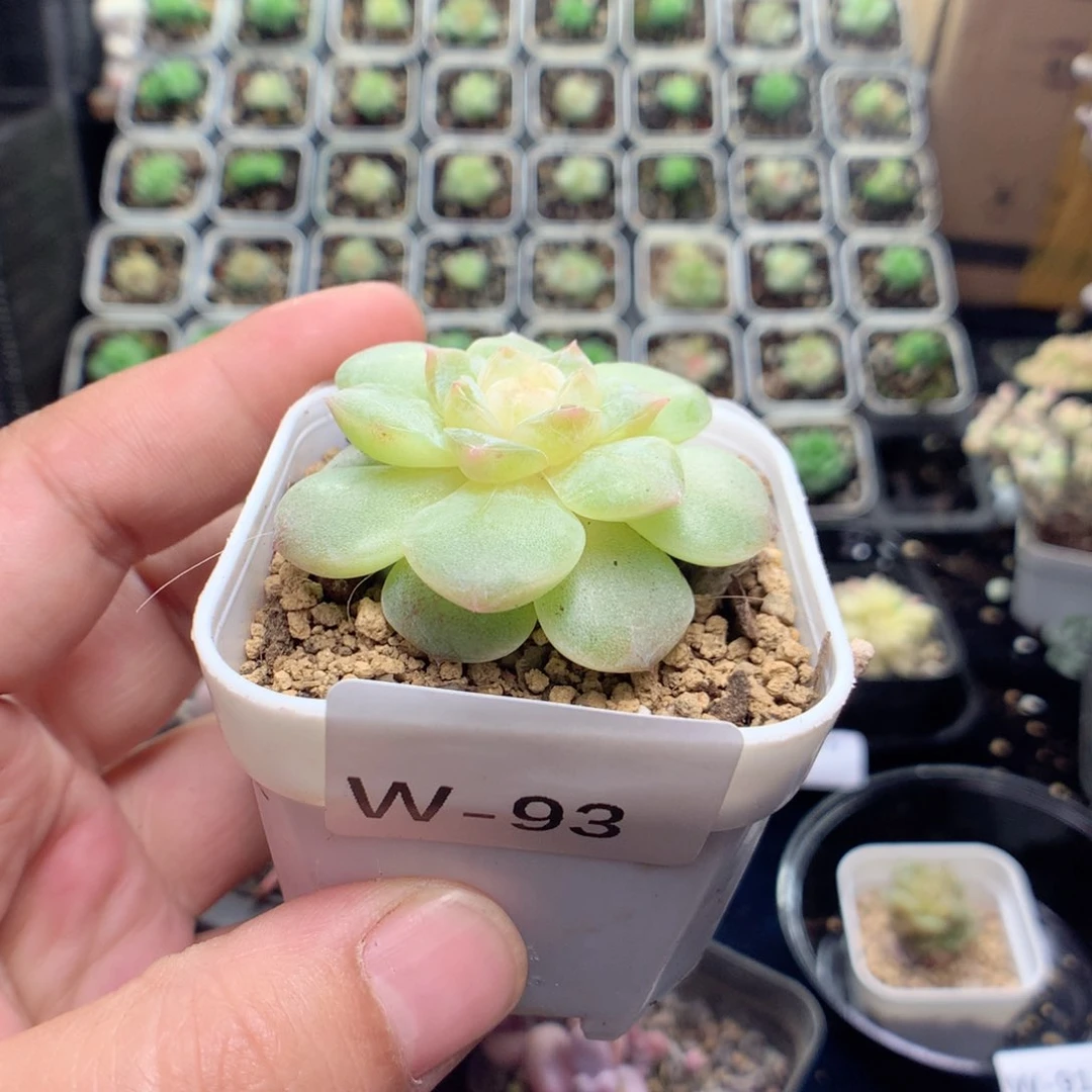 无花朵W93月英语英语英语