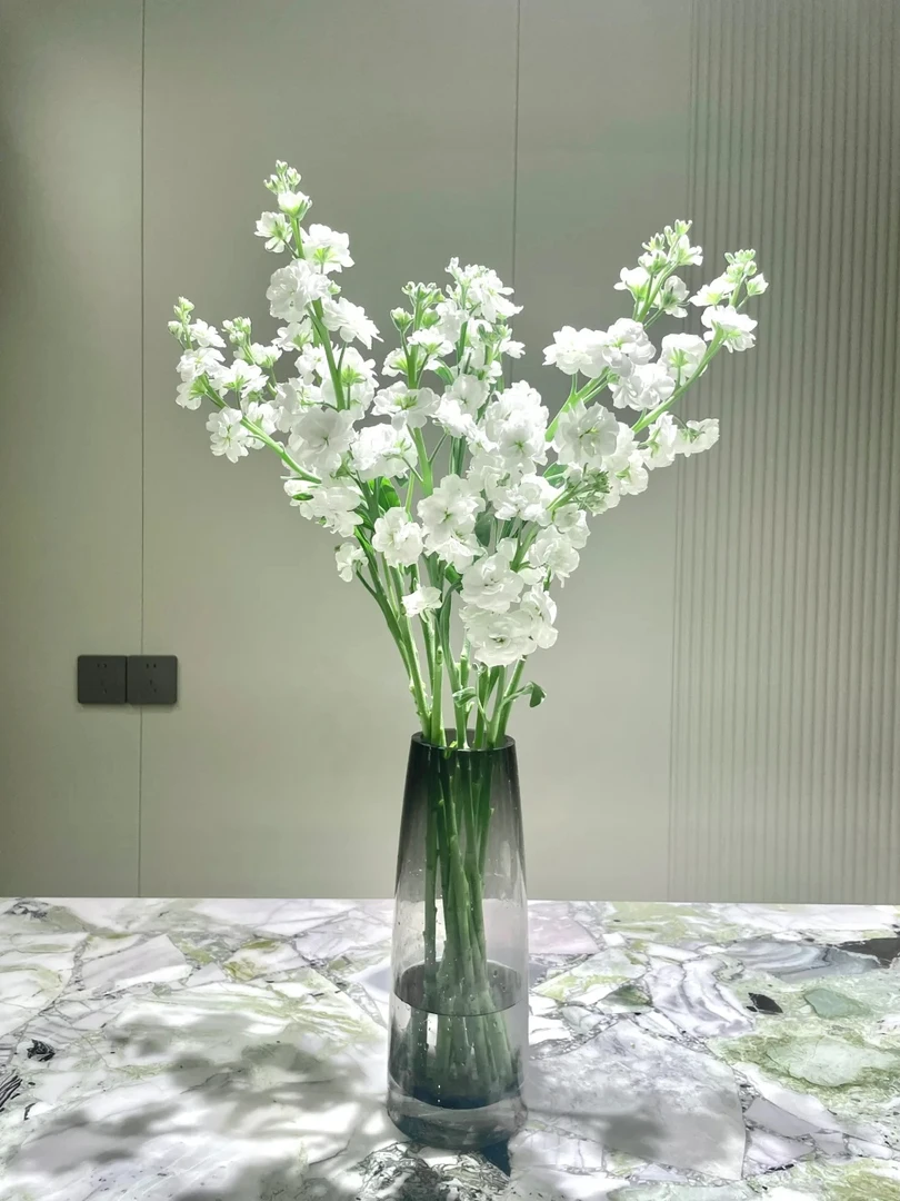 【白色紫罗兰】云南昆明鲜花基地优家用质鲜切花