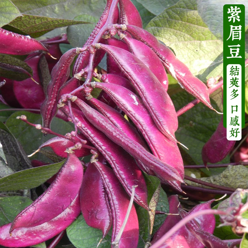 紫扁豆种子紫眉豆紫红色早熟豆种籽冬季春秋芸四季豆盆栽蔬菜种孑
