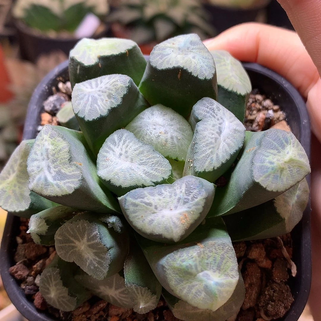 实生白妙带盆土发货wojku