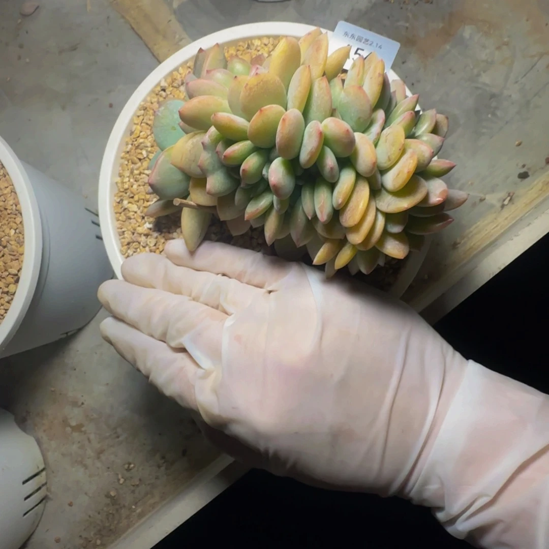 a a a a a a a a a 54