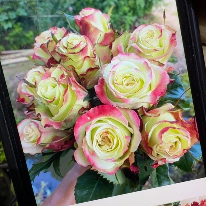 无花朵苹果糖小苗