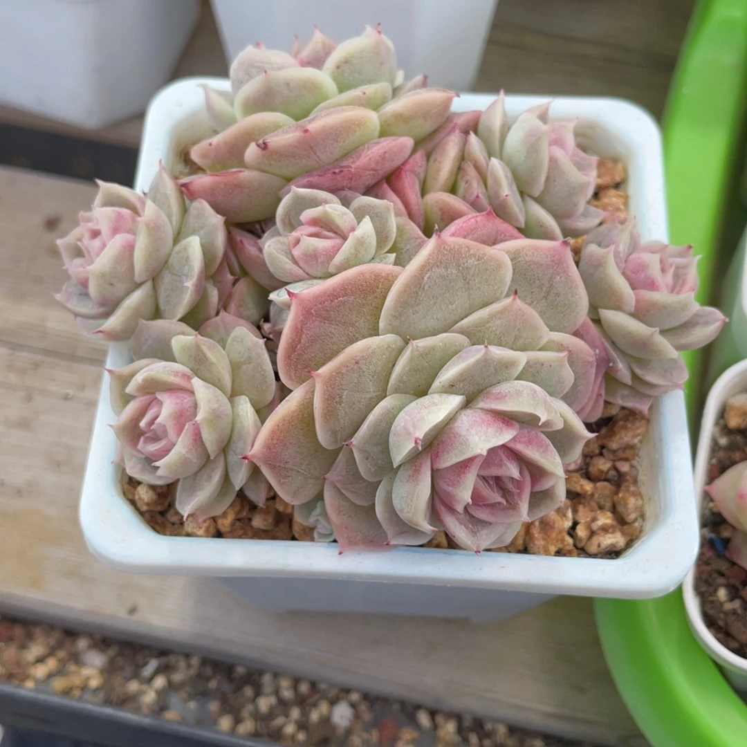 优选女王虾饺多肉福利2944