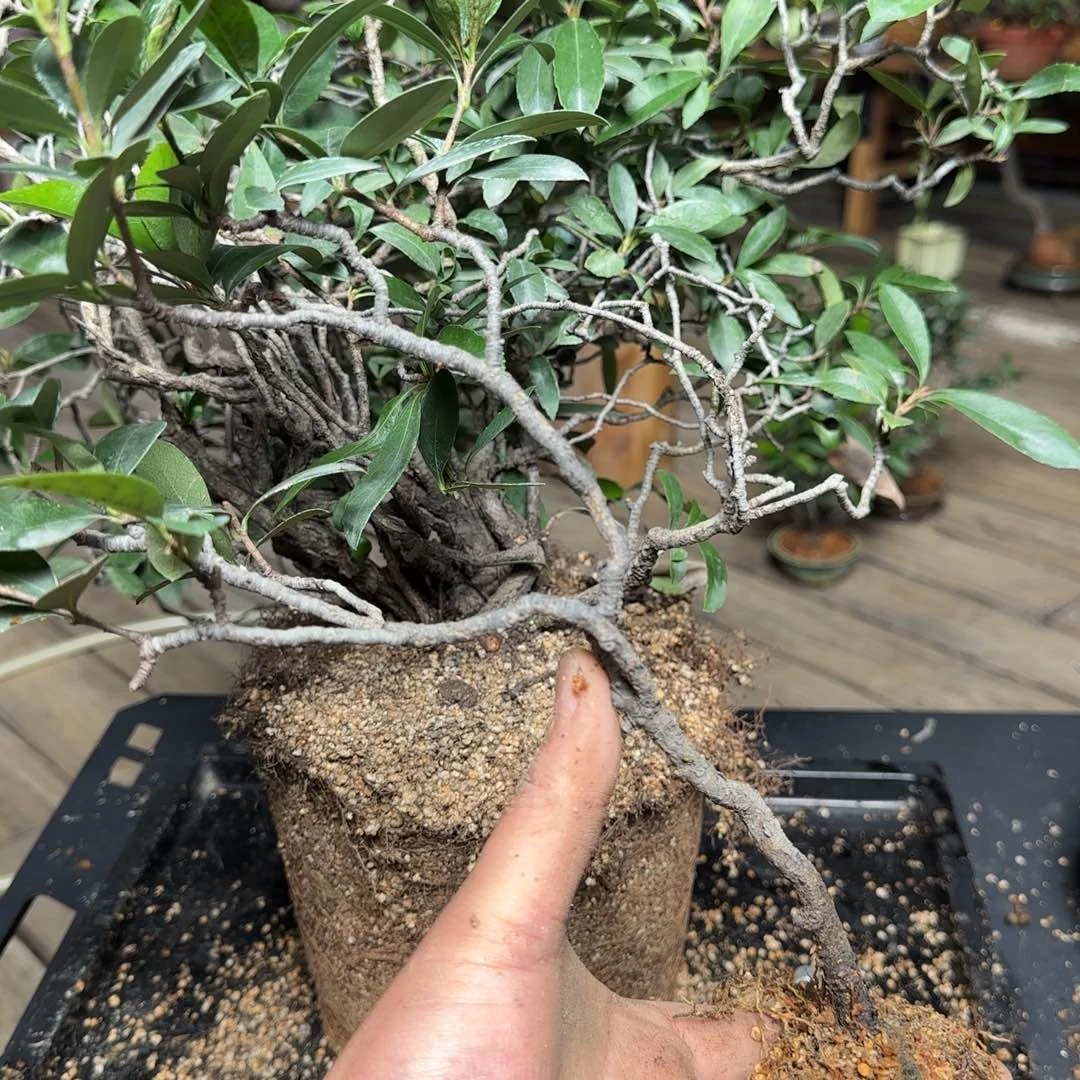 完全开放一物一拍