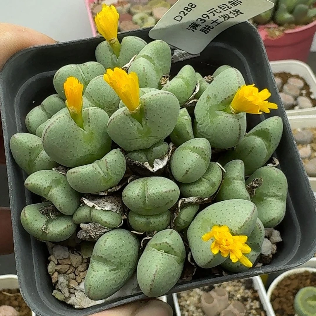 288多肉哈哈哈哈哈哈