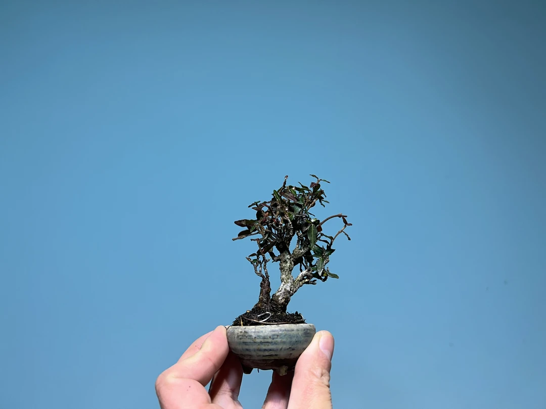 日本原盆进口玩家树缩面葛微型盆景