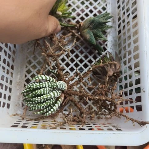 杨***立无花朵硬叶一组。一物一拍