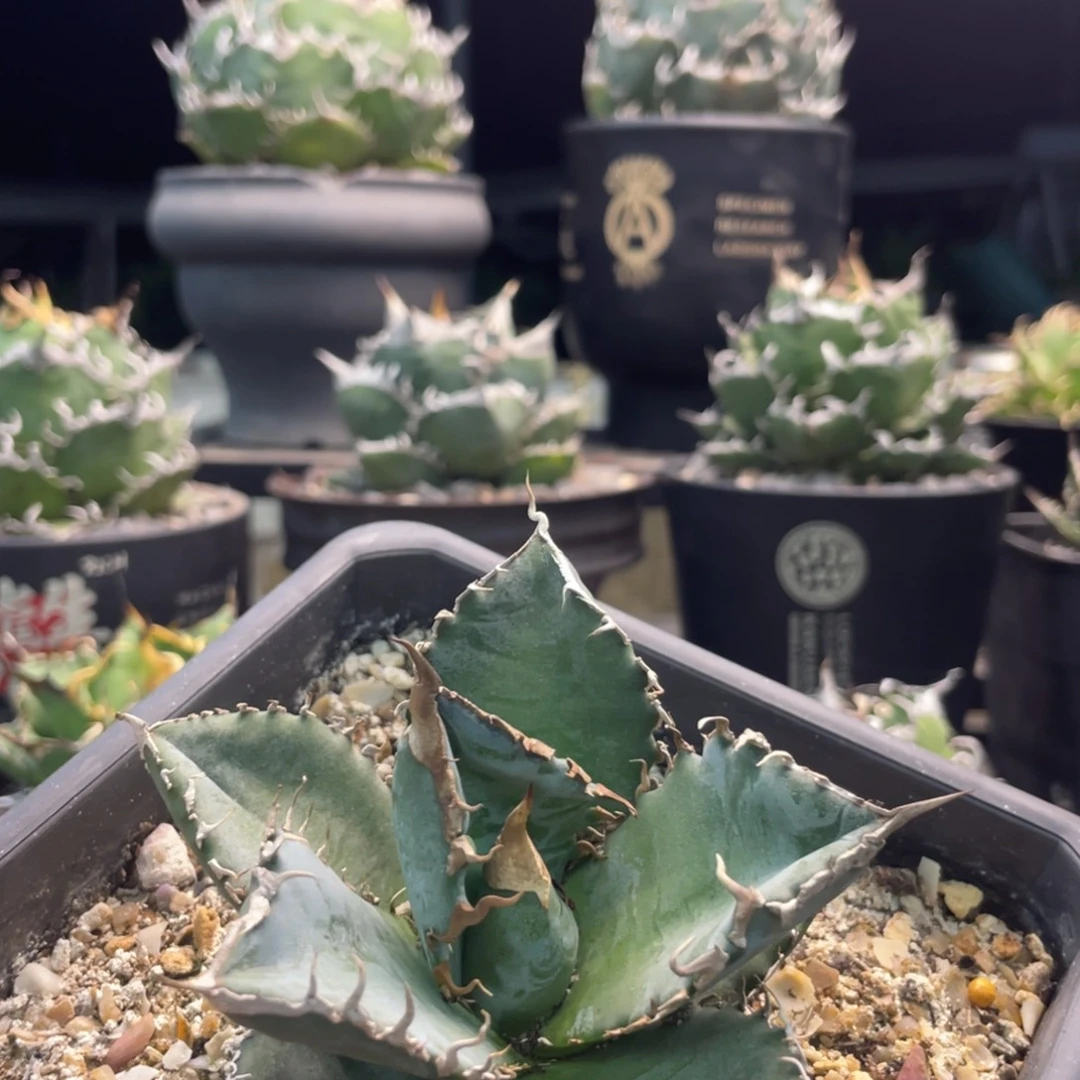 惡魔君88888888888