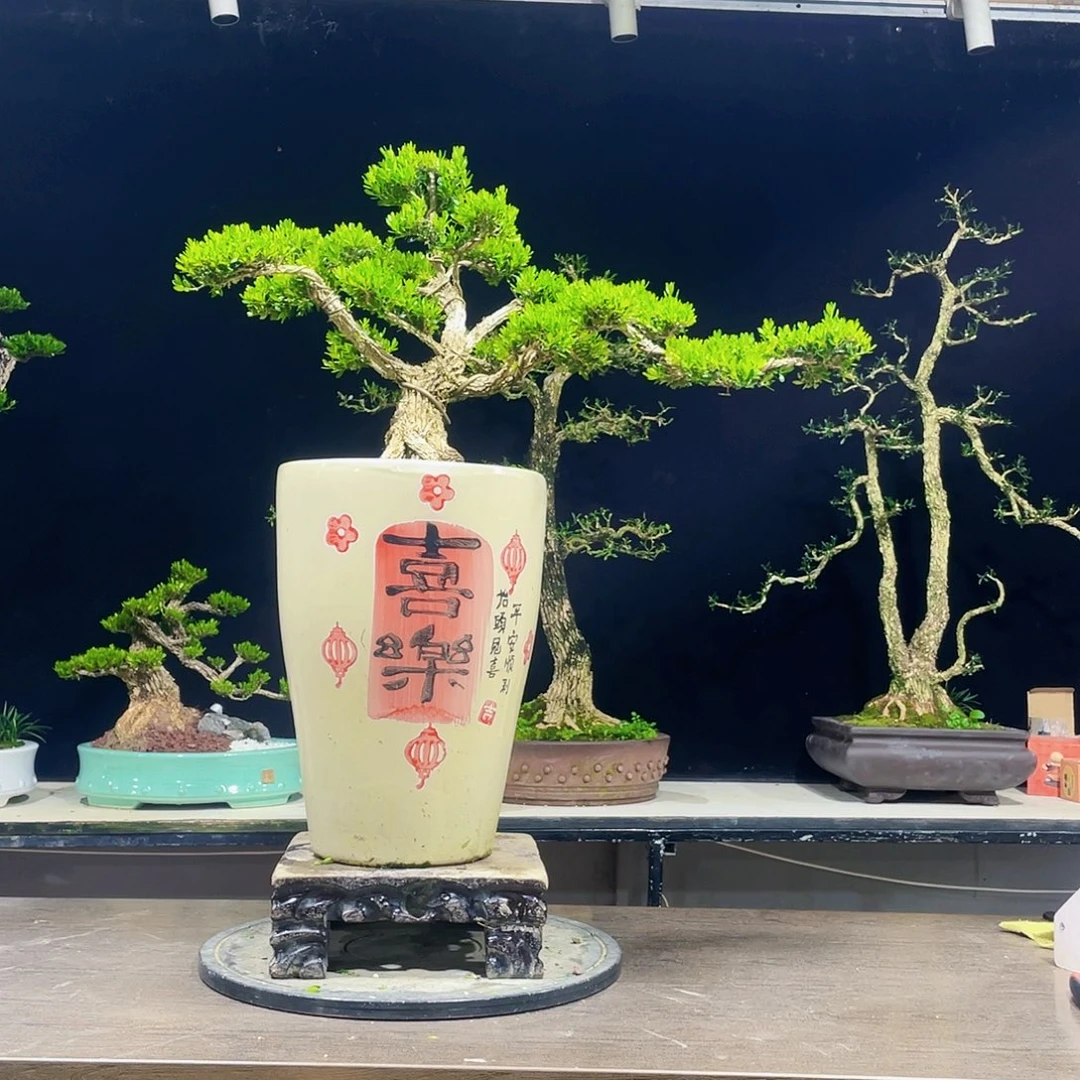 完全开放黄杨盆景四季常青