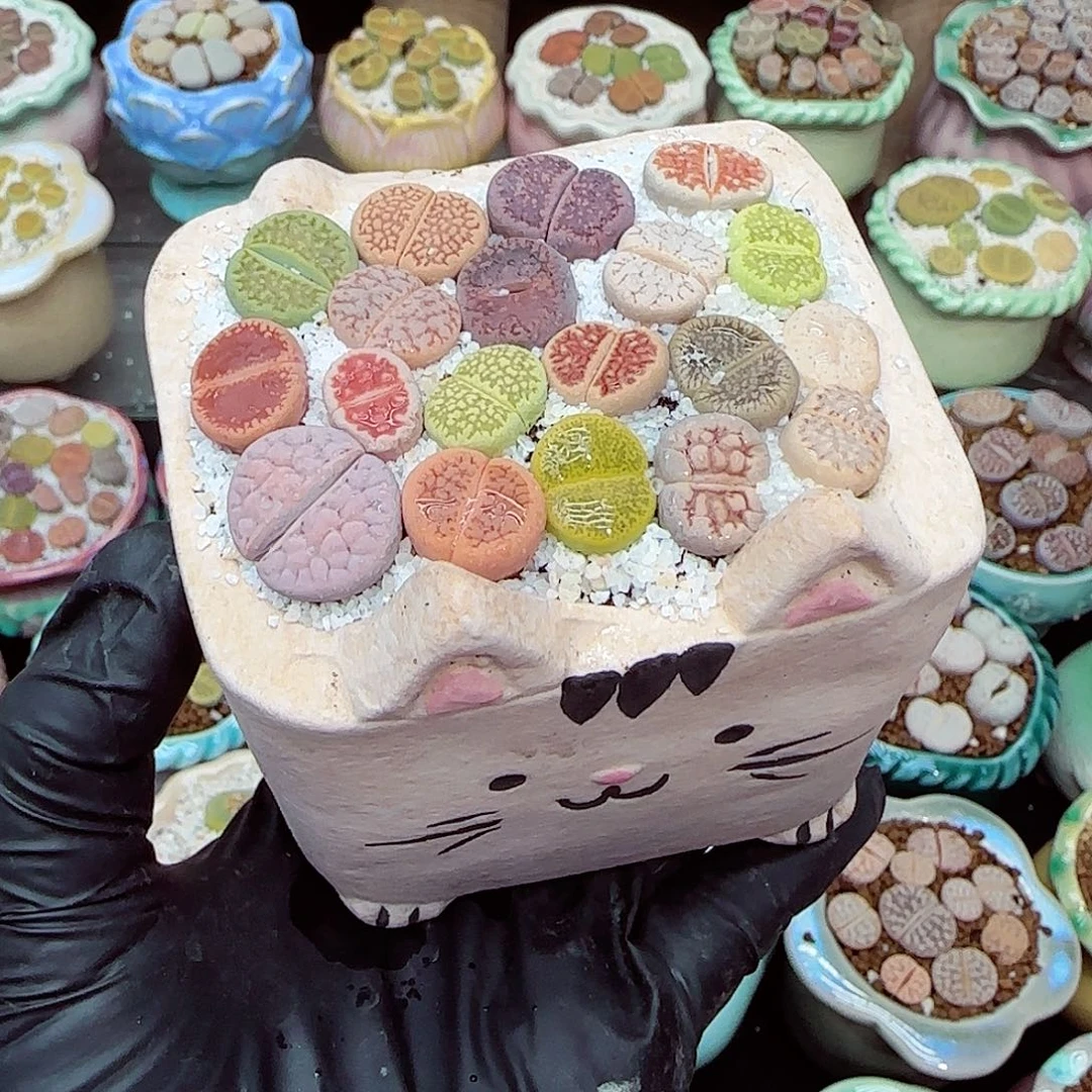 生石花满18包邮1225-78