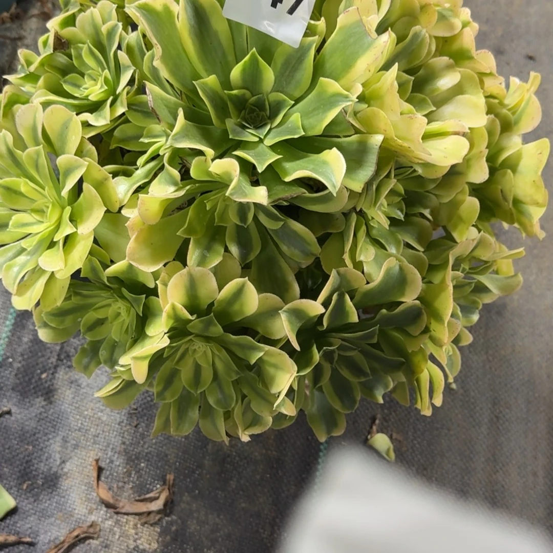 辛尼亚多肉植物老庄947